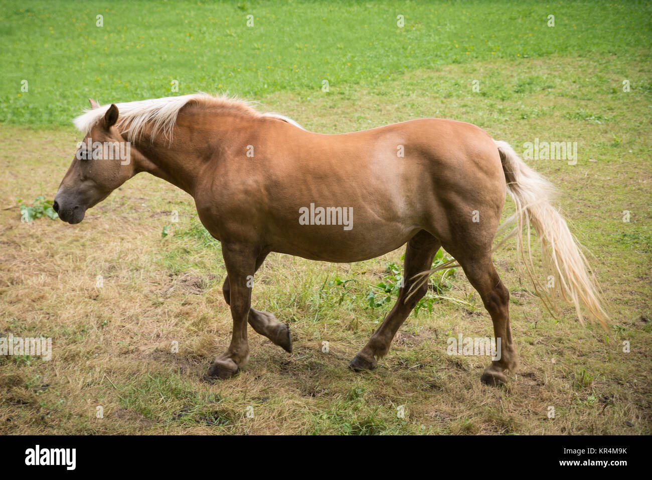 Horse in the pasture Stock Photo