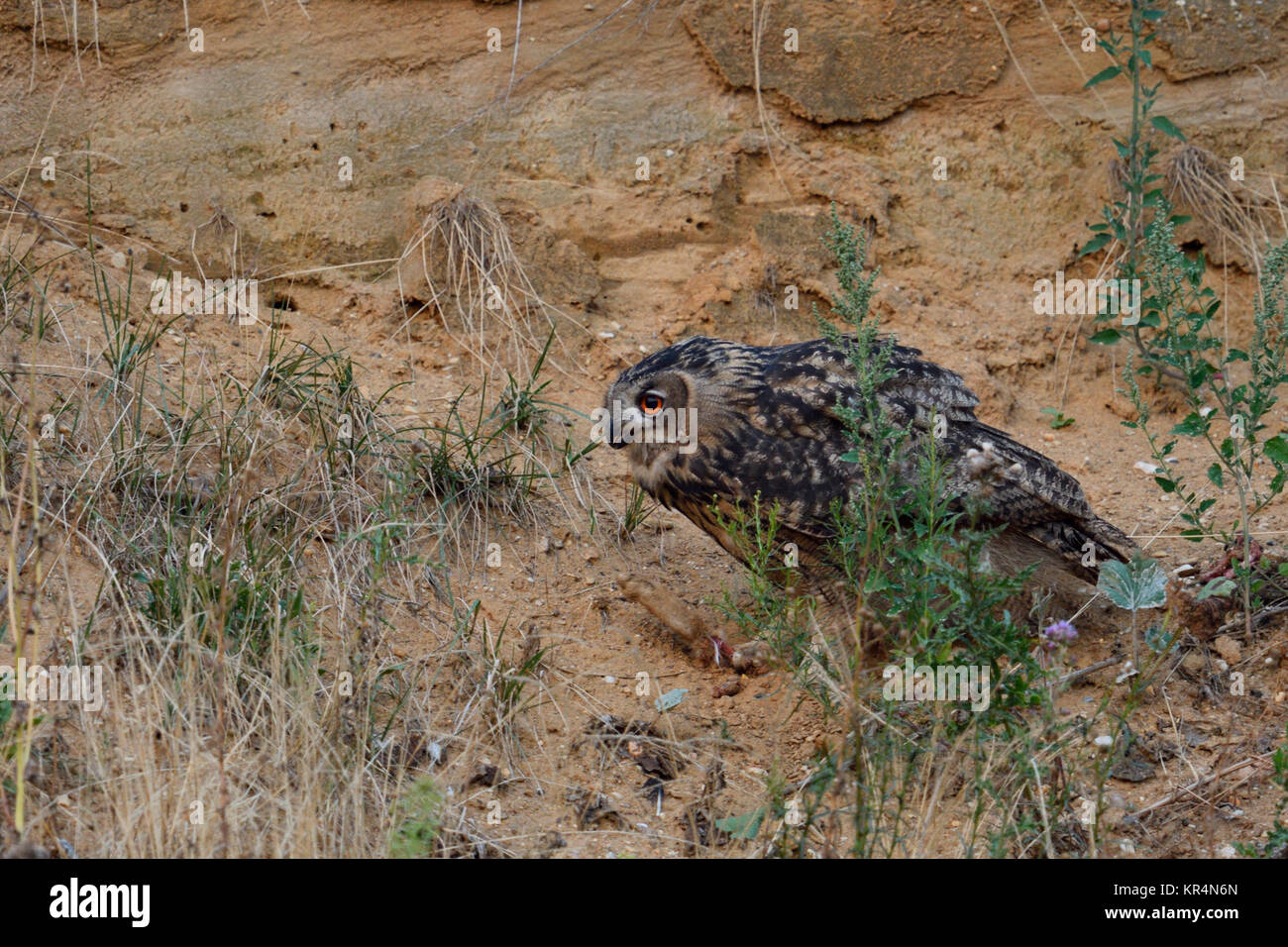 Eurasian Eagle Owl / Europaeischer Uhu ( Bubo bubo ), perched in the slope of a sand pit, feeding on a piece of prey, wildlife, Europe. Stock Photo