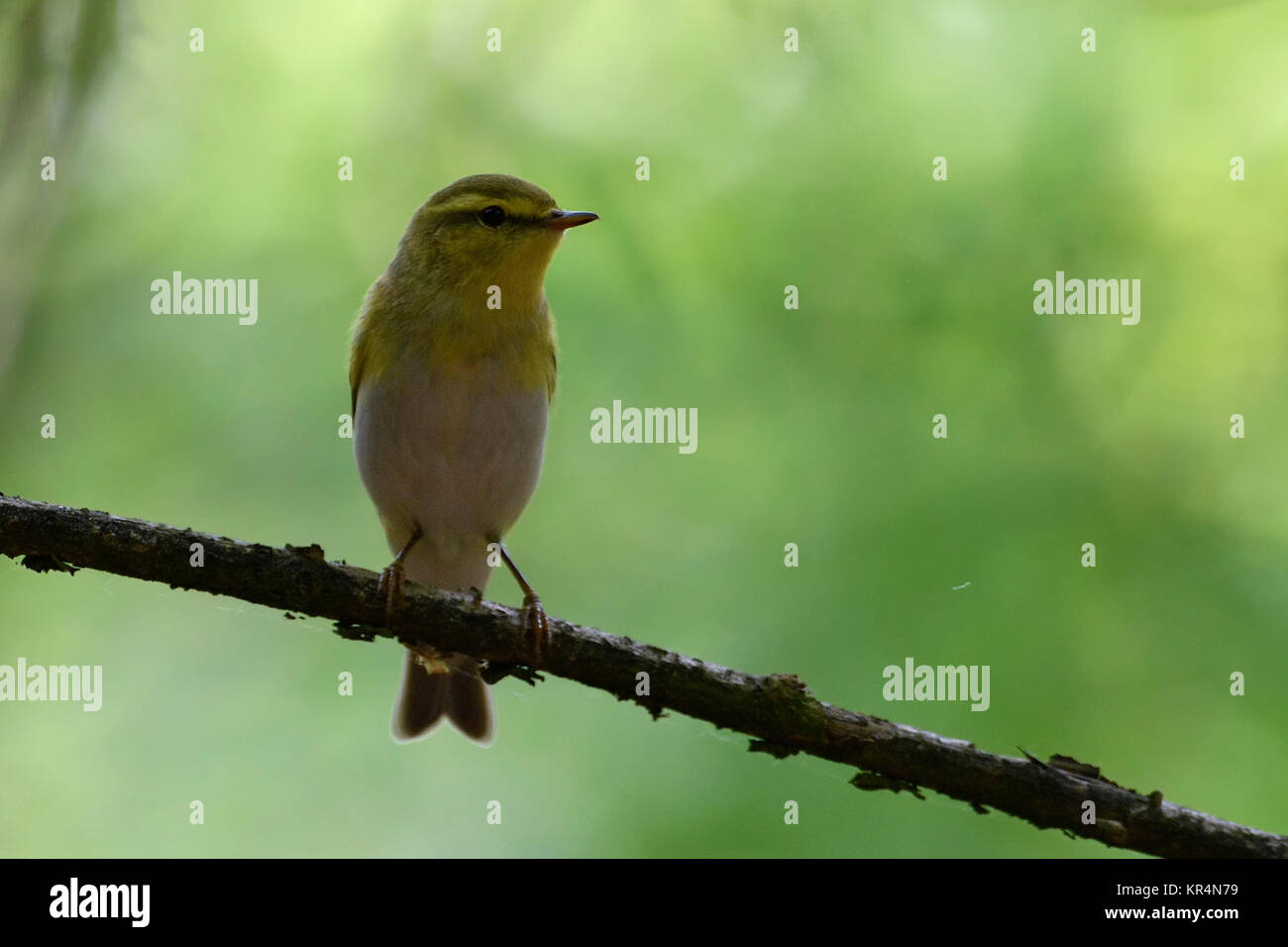 Wood Warbler ( Phylloscopus sibilatrix ), male in breeding dress, perched on a branch, in its typical habitat, in the woods, frontal view, Europe. Stock Photo