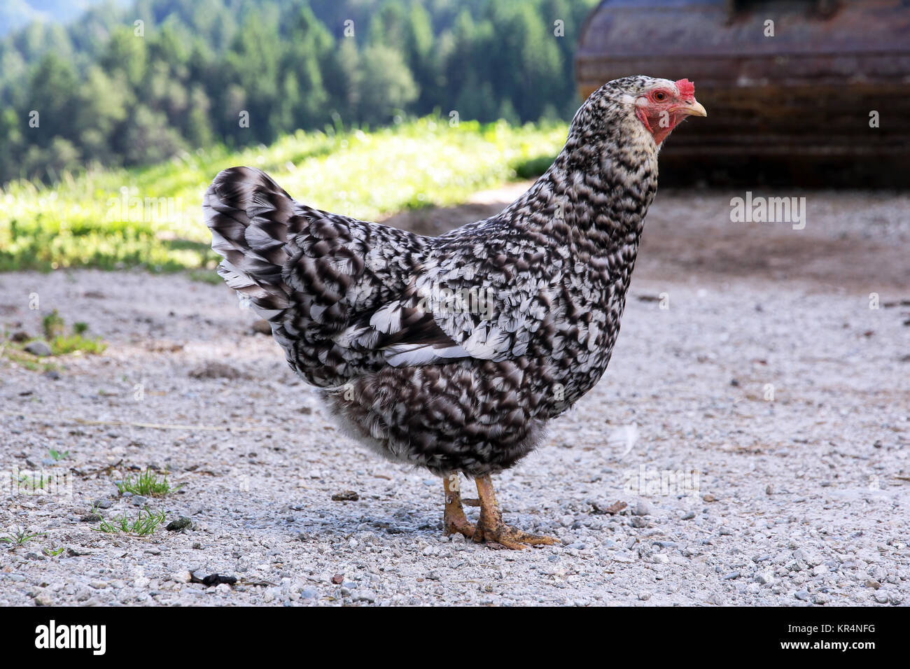 a black and white speckled chicken in free range Stock Photo
