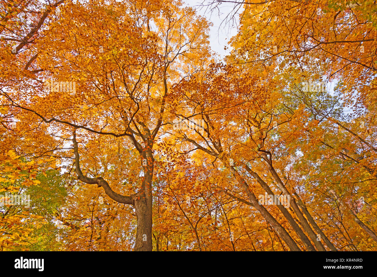 Looking up into the Fall Colors Stock Photo - Alamy