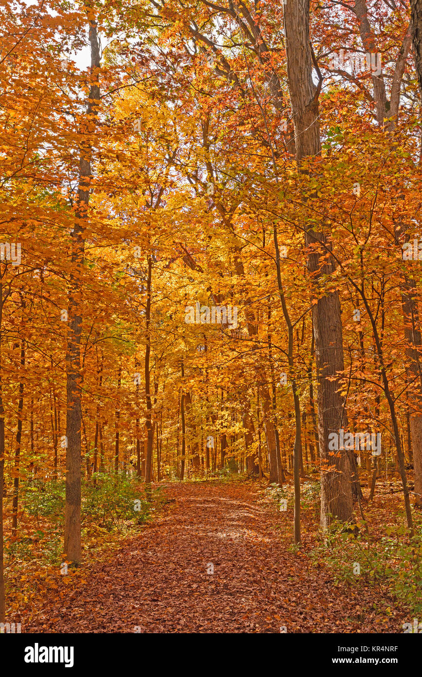 Quiet Trail in the Fall Stock Photo - Alamy