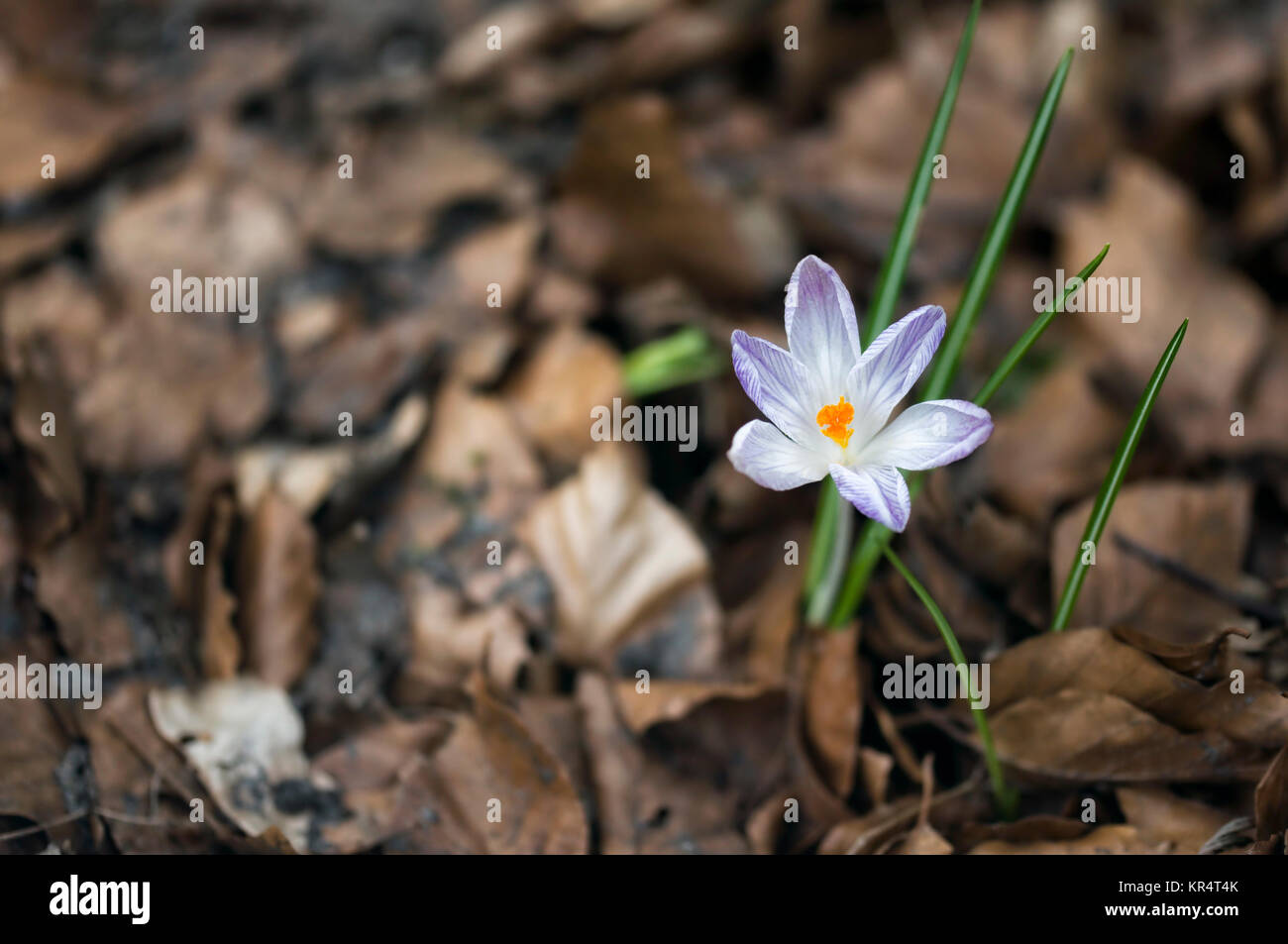 First Spring Flowers Stock Photo - Alamy