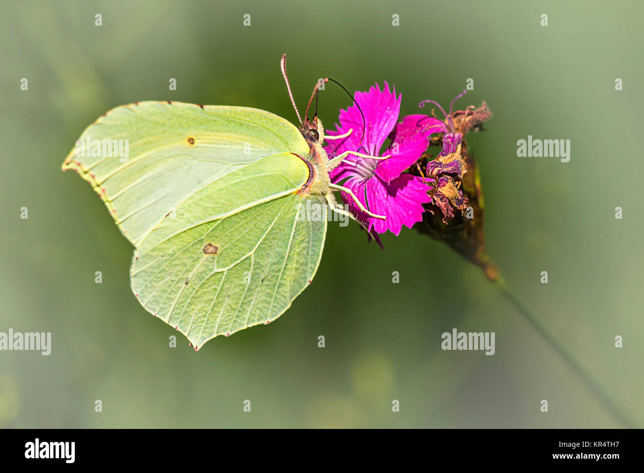lemon butterfly female on karthÃ¤usernelke Stock Photo