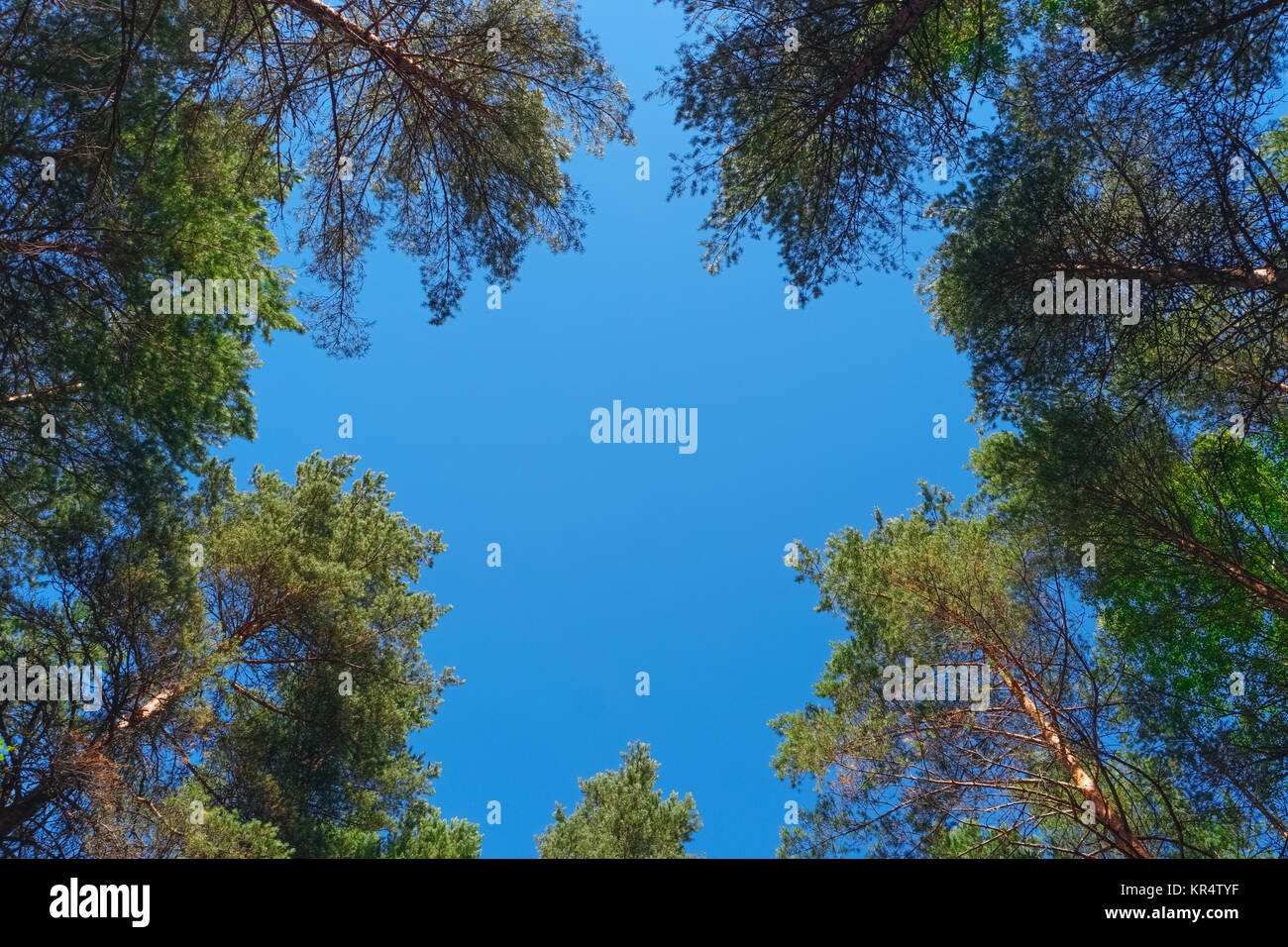 Lush pine trees frame hi-res stock photography and images - Alamy