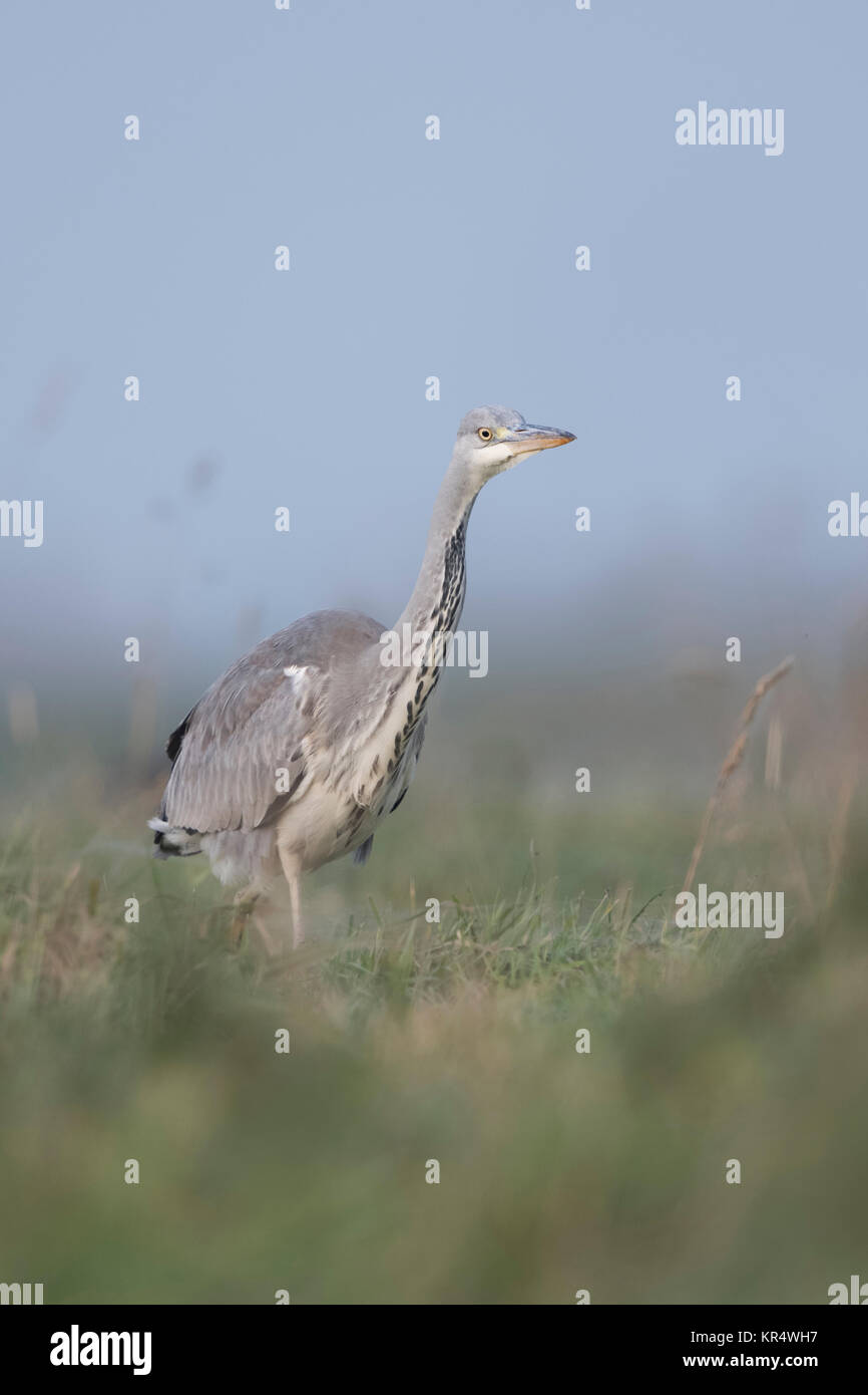 Grey Heron ( Ardea cinerea ) walking through a meadow, searching for food, natural surrounding, typical pose, soft light, wildlife, Europe. Stock Photo