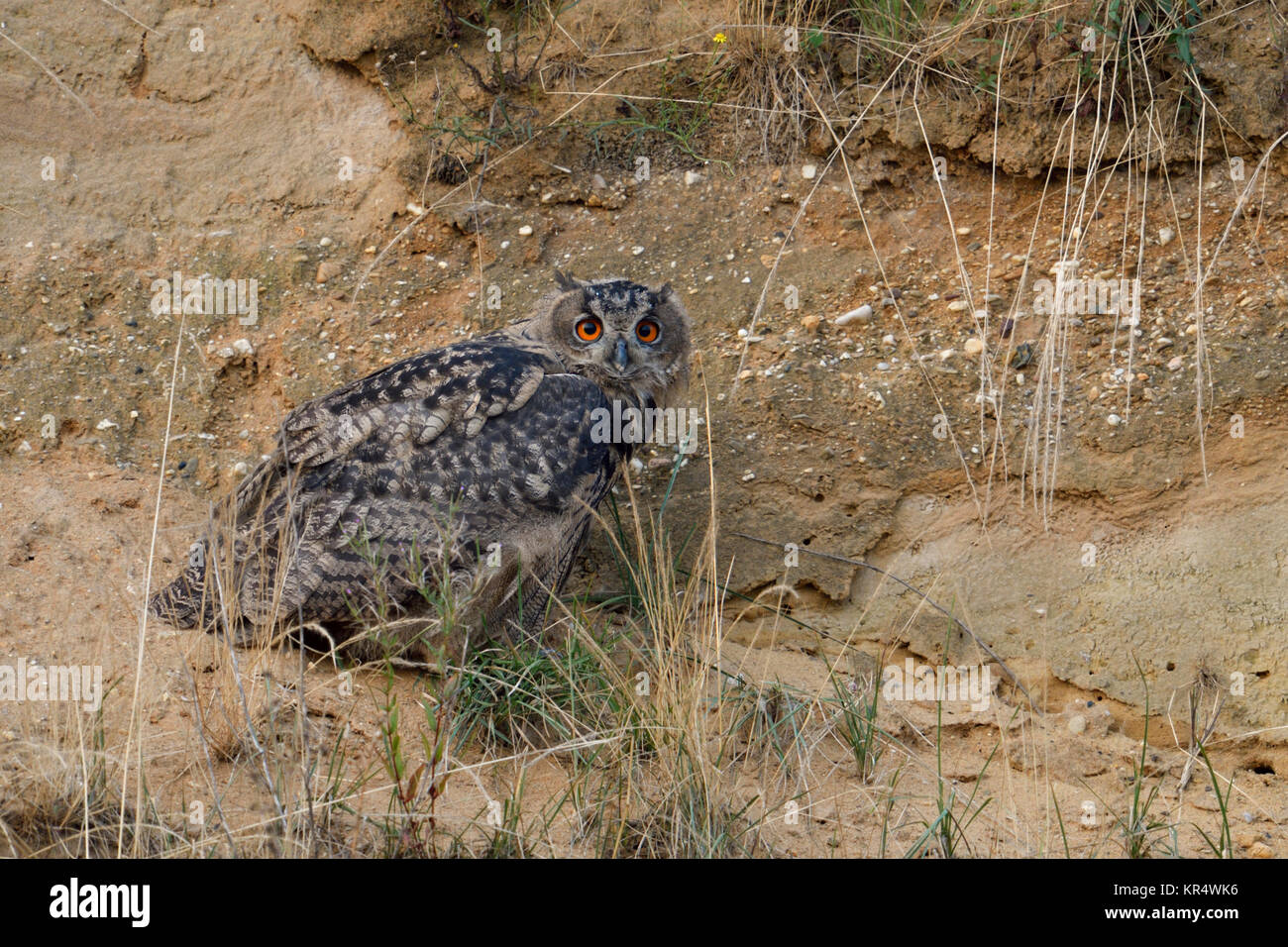 Eurasian Eagle Owl / Europaeische Uhus ( Bubo bubo ), young bird, perched in the slope of a gravel pit, looks anxious, wildlife, Europe. Stock Photo