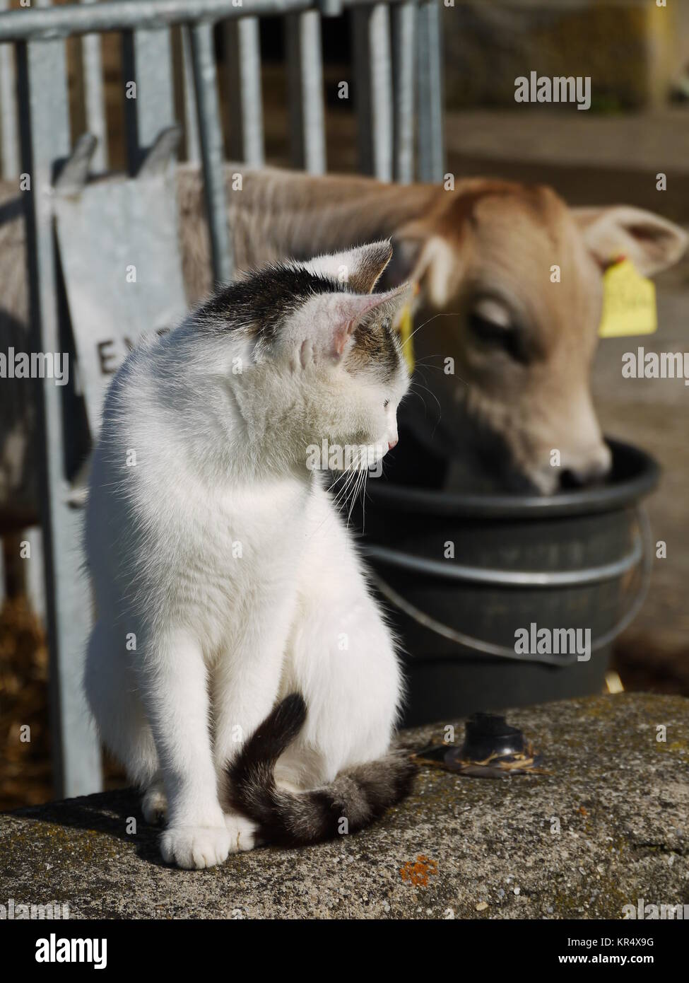Cat and cow hi res stock photography and images Alamy