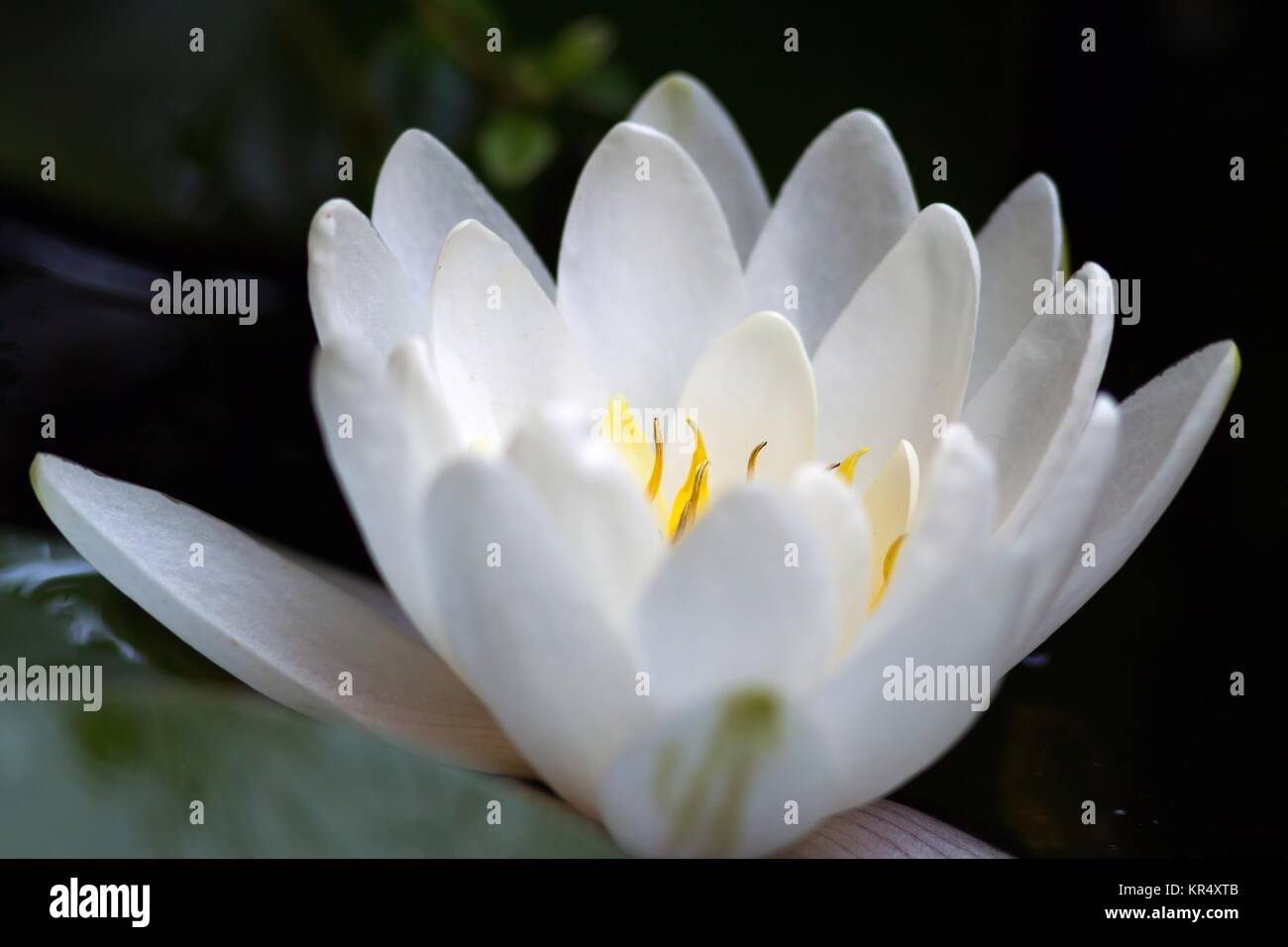 white water lily / white water lily Stock Photo