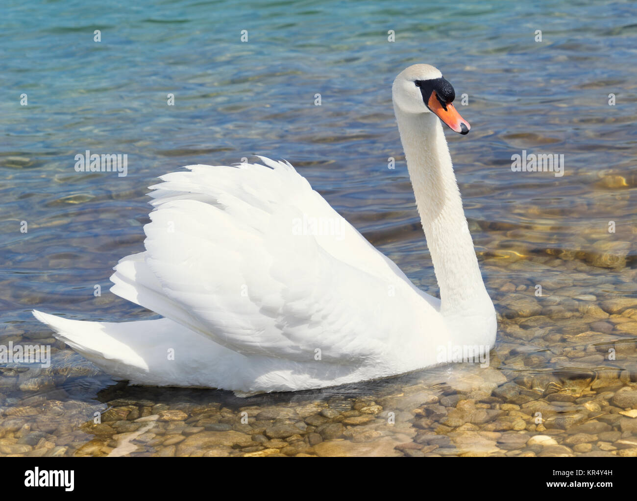 a swan swims in the shallow water of a lake with stony ground Stock ...