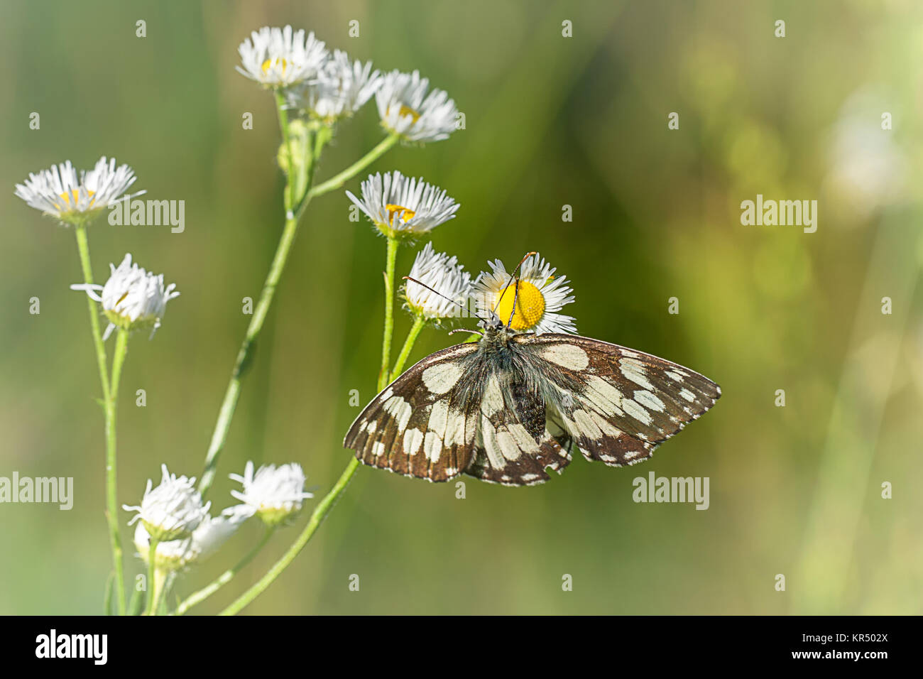 chessboard butterfly on fake chamomile Stock Photo
