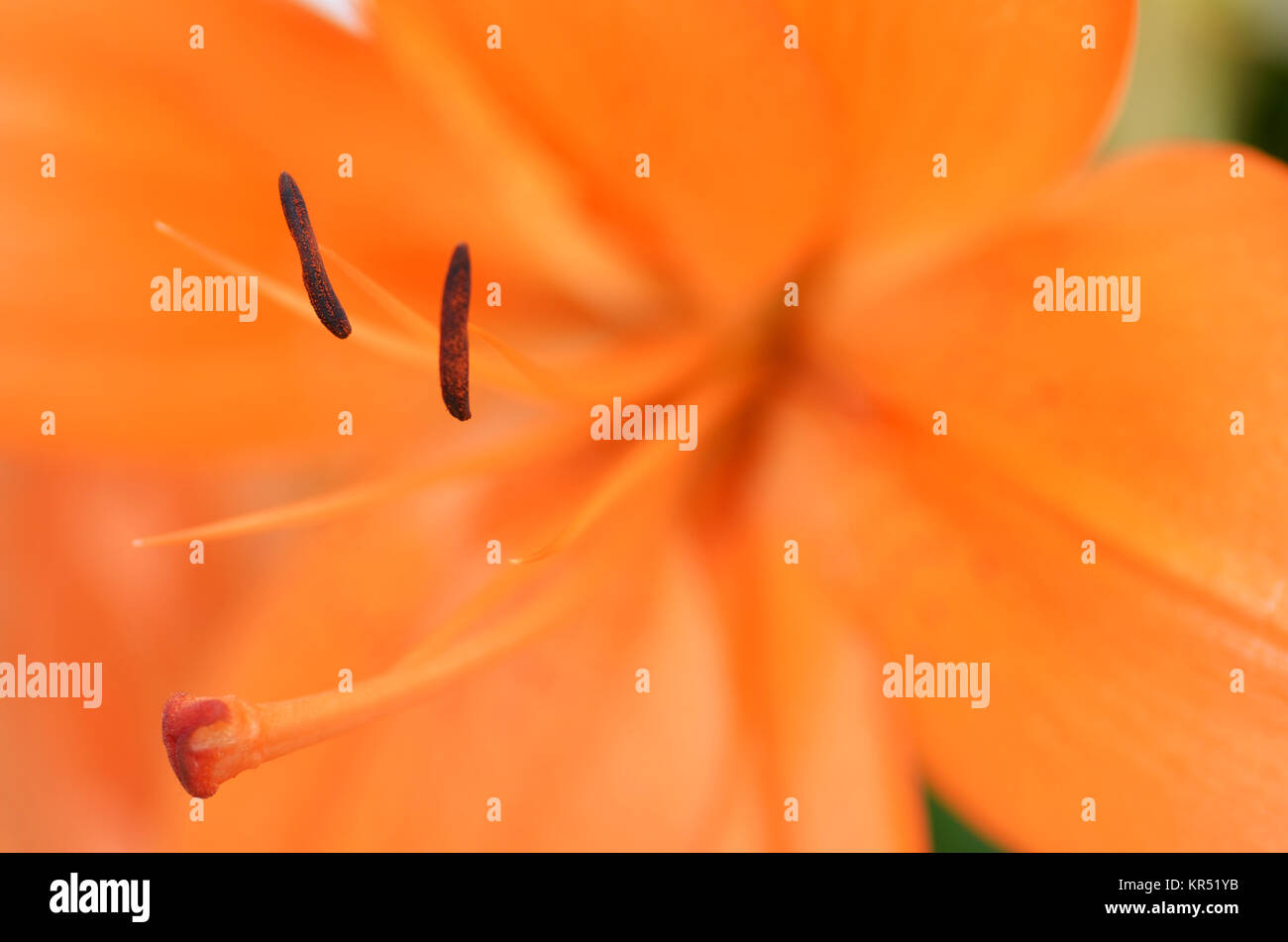 Beautiful lily growing in garden Stock Photo Alamy