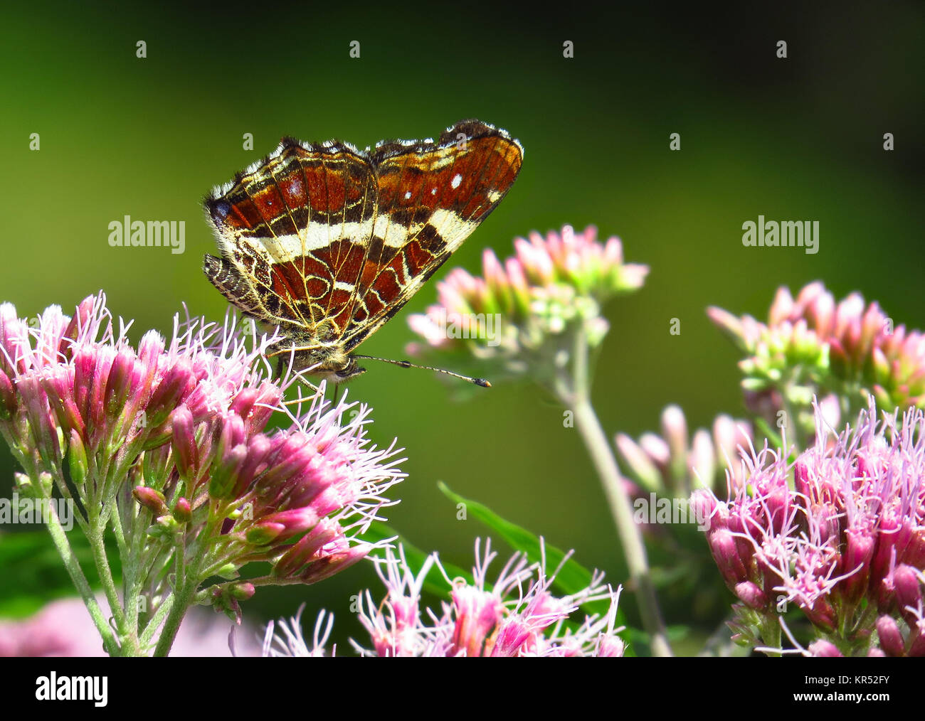 LandkÃ¤rtchenfalter, Map butterfly, Sommergeneration, Unterseite, auf BlÃ¼ten des Wasserdost Stock Photo