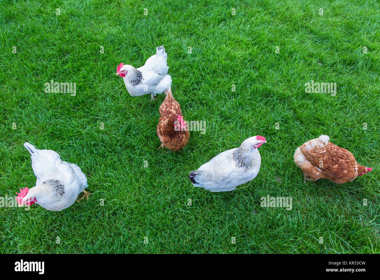 Hühner picken im grünen Gras Stock Photo Alamy