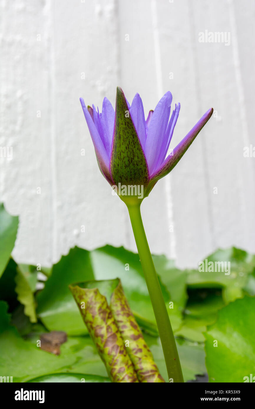 Colorful water lily in Bangkok, Thailand Stock Photo Alamy