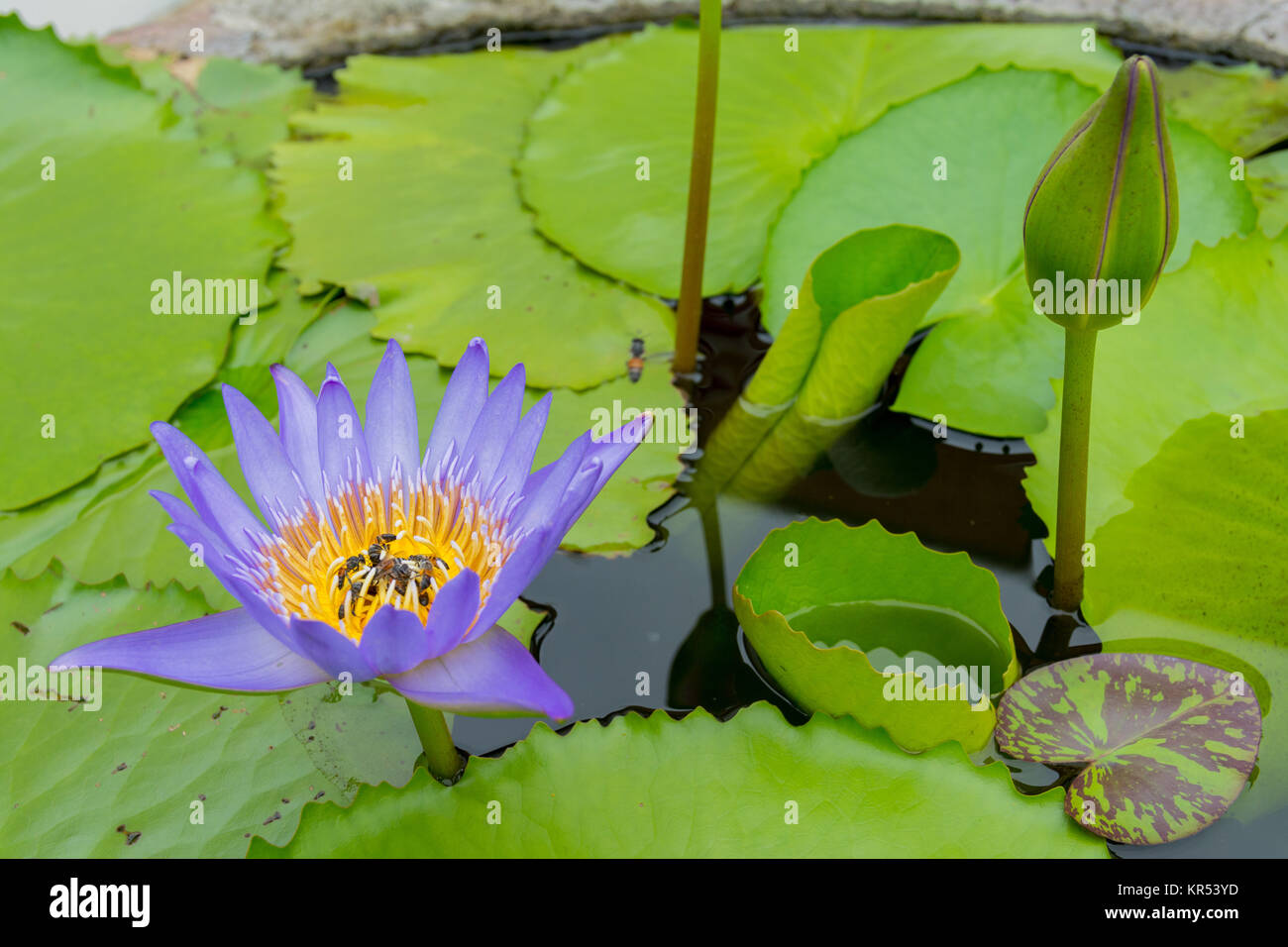 Colorful water lily in Bangkok, Thailand Stock Photo Alamy