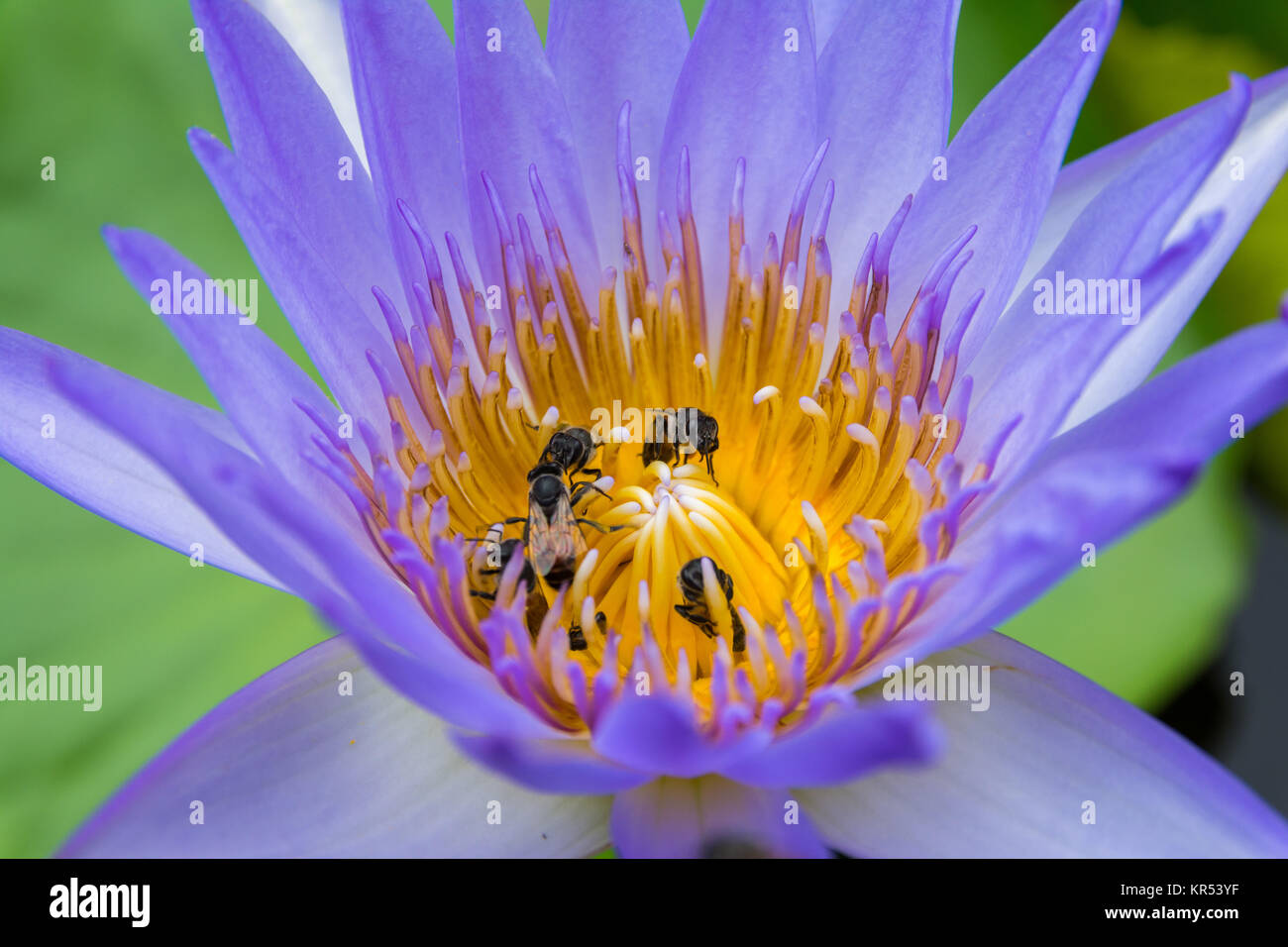 Colorful water lily in Bangkok, Thailand Stock Photo Alamy