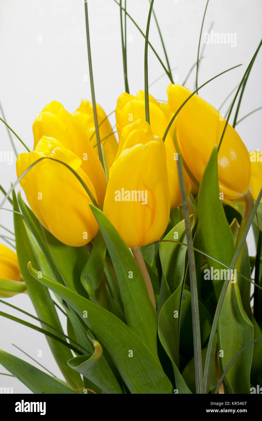 Yellow tulips isolated on white background Stock Photo - Alamy