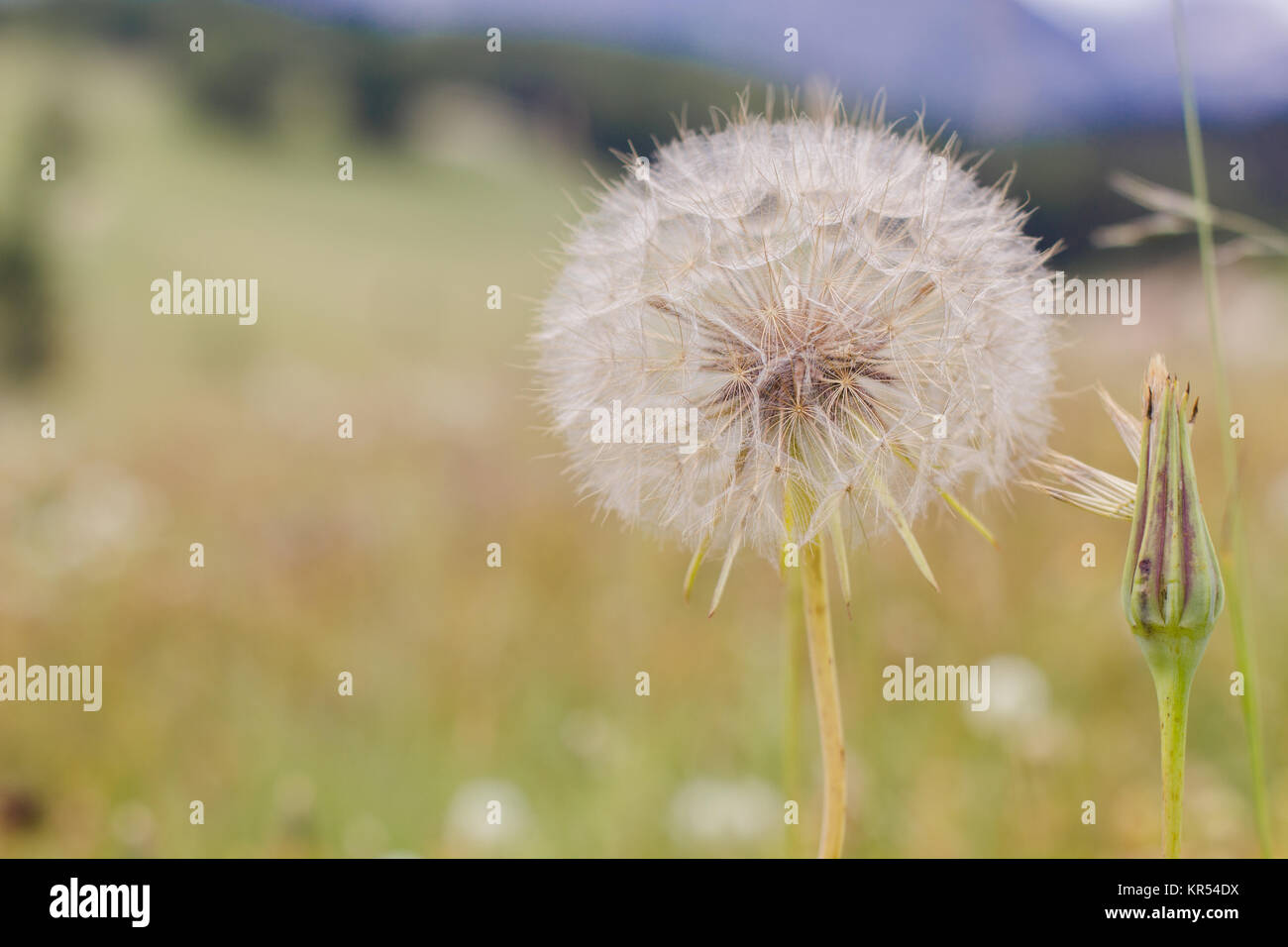 Dandelion at the Meadow Stock Photo - Alamy