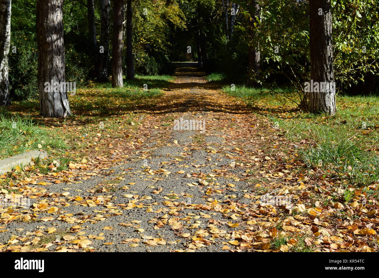 Collection of Beautiful Colorful Autumn Leaves Stock Photo