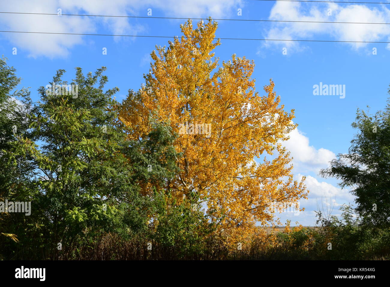 Collection of Beautiful Colorful Autumn Leaves Stock Photo - Alamy