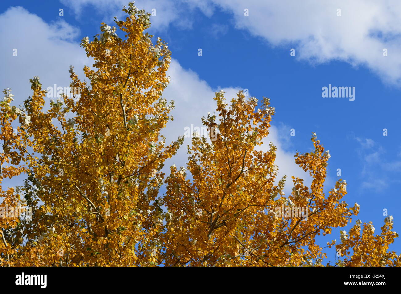 Collection of Beautiful Colorful Autumn Leaves Stock Photo - Alamy