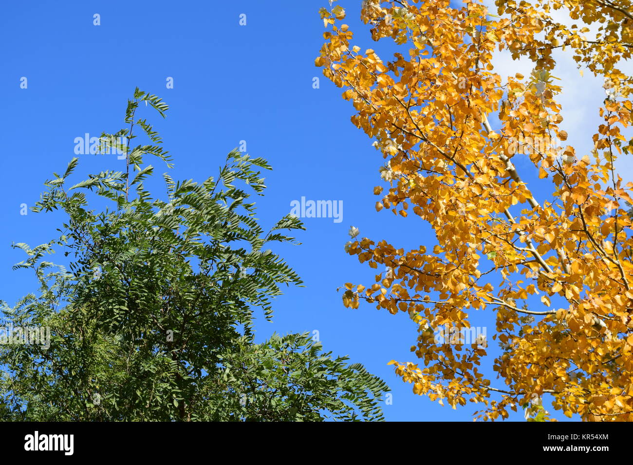 Collection of Beautiful Colorful Autumn Leaves Stock Photo - Alamy