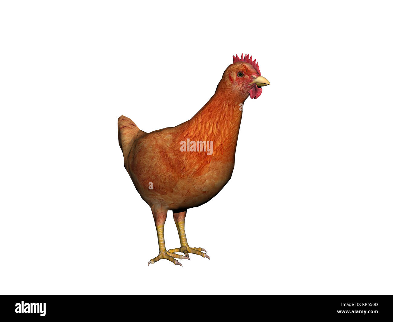 Chickens exempted Stock Photo