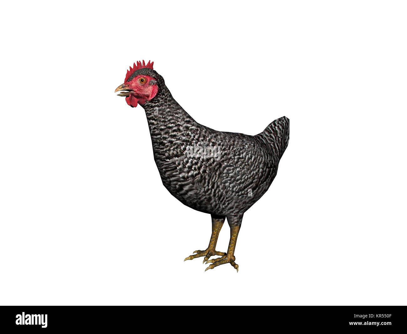 Chickens exempted Stock Photo