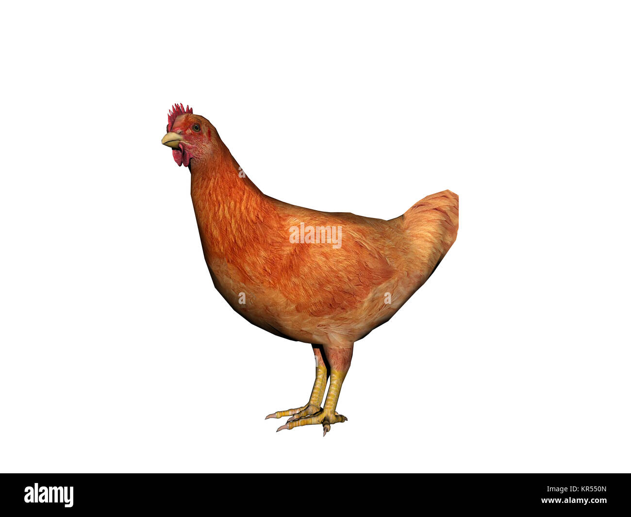 Chickens exempted Stock Photo