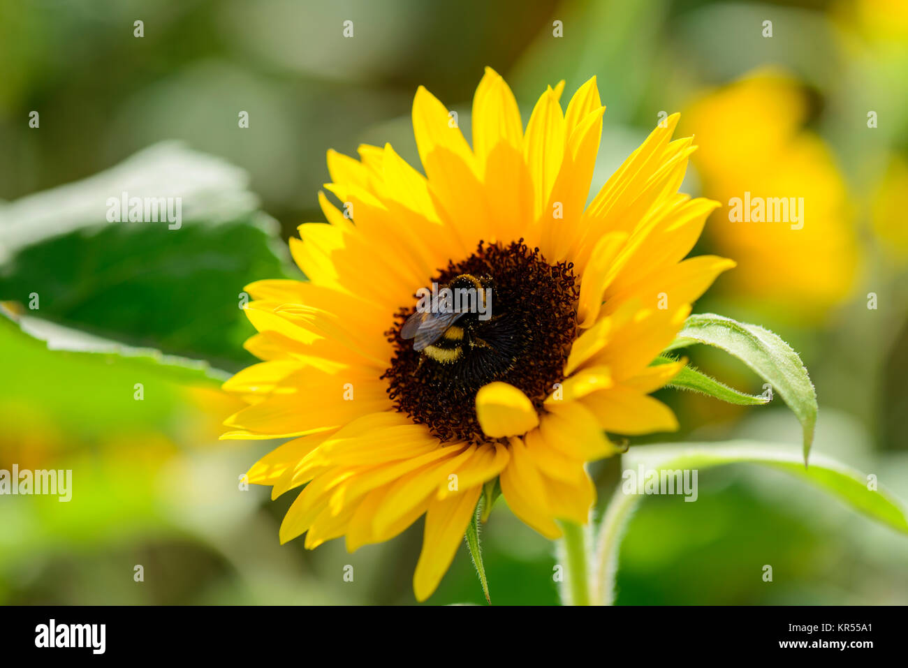 Hummel sammelt Nektar auf Sonnenblume Stock Photo