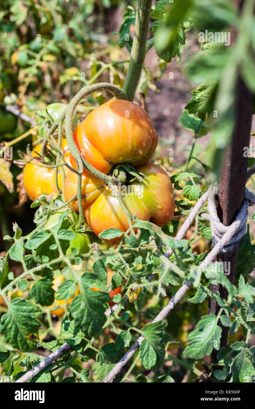 big tomato on bush in garden in sunny summer day Stock Photo - Alamy