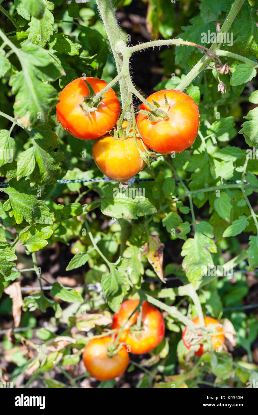 ripe tomatoes on bush in garden in sunny day Stock Photo - Alamy