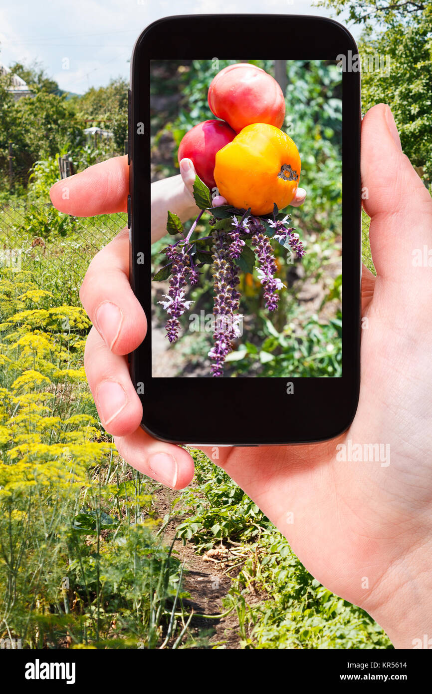 farmer photographs harvest of tomatoes in garden Stock Photo - Alamy