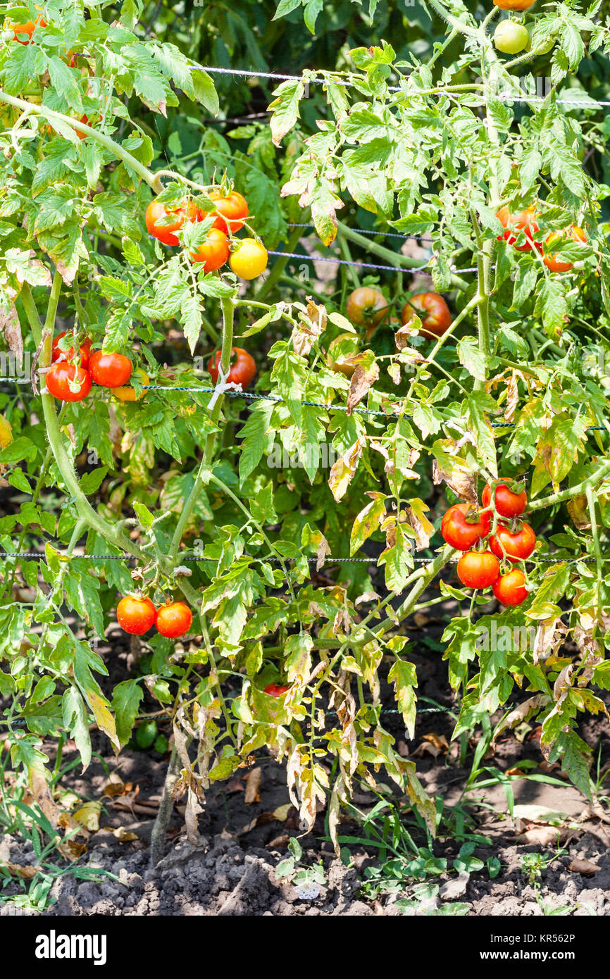 tomato bushes with ripe red fruits in garden Stock Photo - Alamy