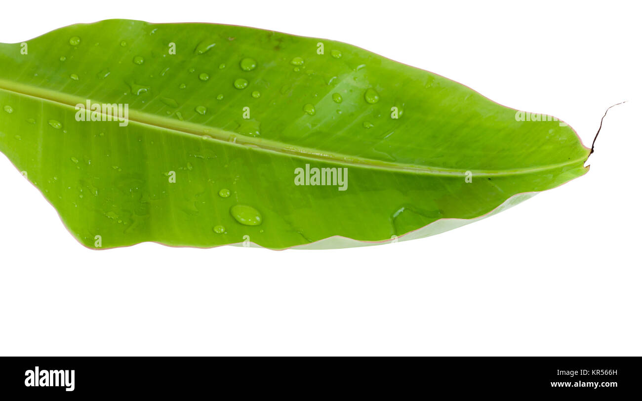 Banana leaf isolated Stock Photo