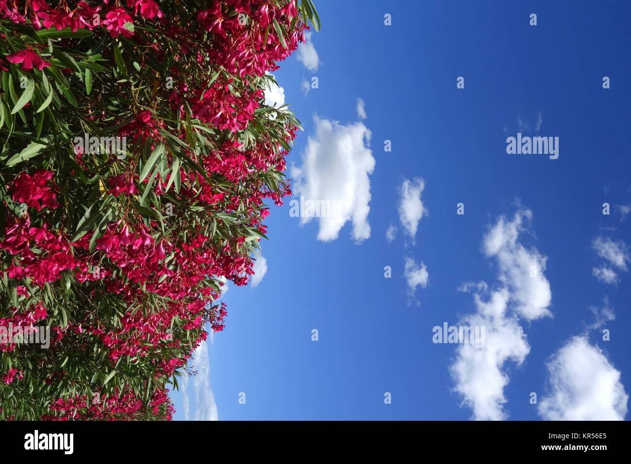 oleander bush dark pink Stock Photo