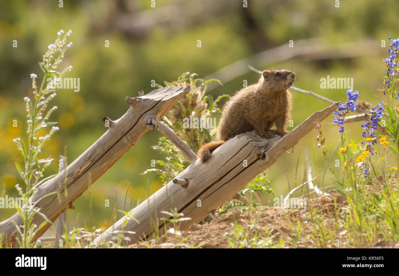 Wild Animal Marmot Marmota Yellowstone National Park Stock Photo