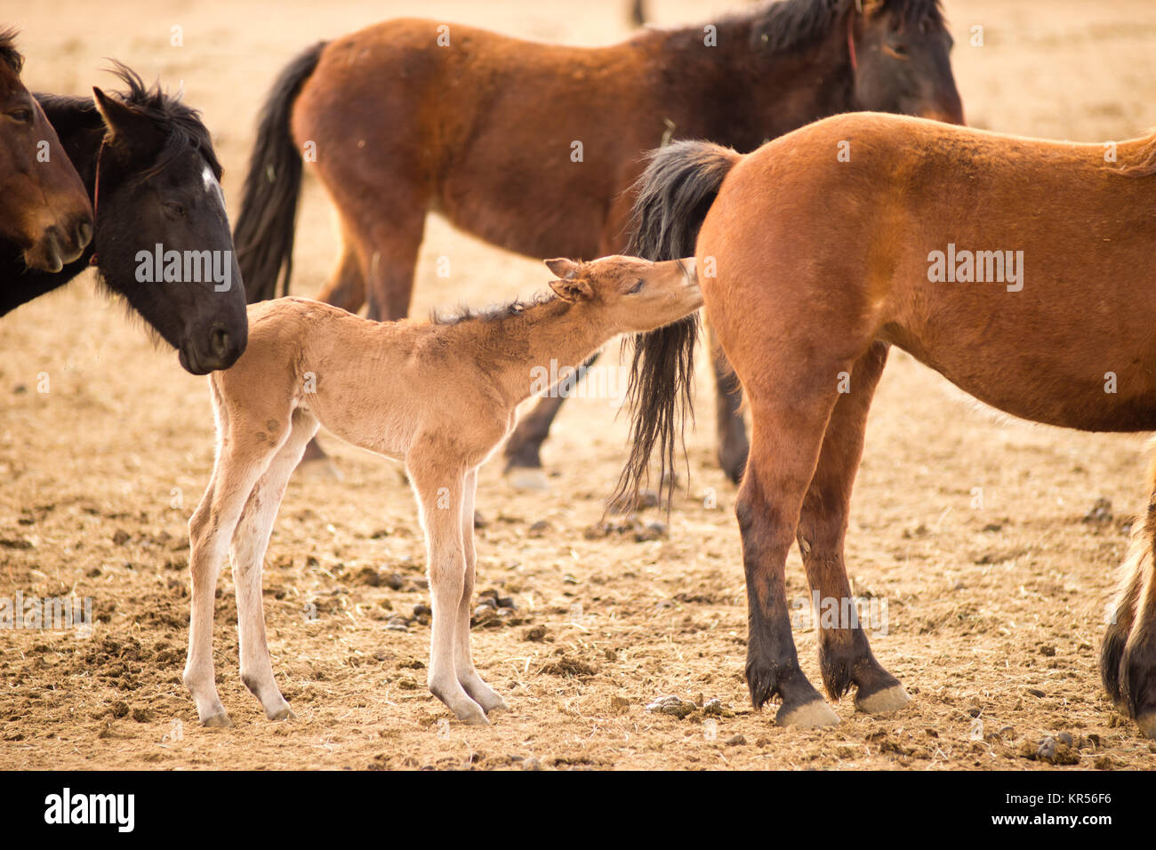 Wild Horses Collected Oregon State Horse Pony Foal Yearling Stock Photo Alamy