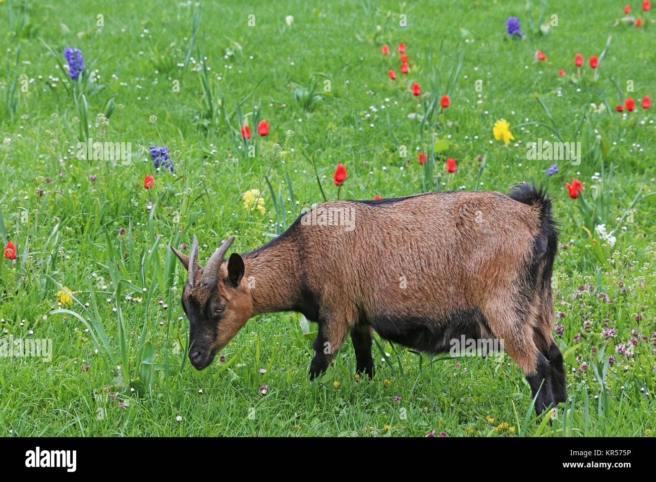 brown goat is grazing on colorful spring meadow Stock Photo - Alamy