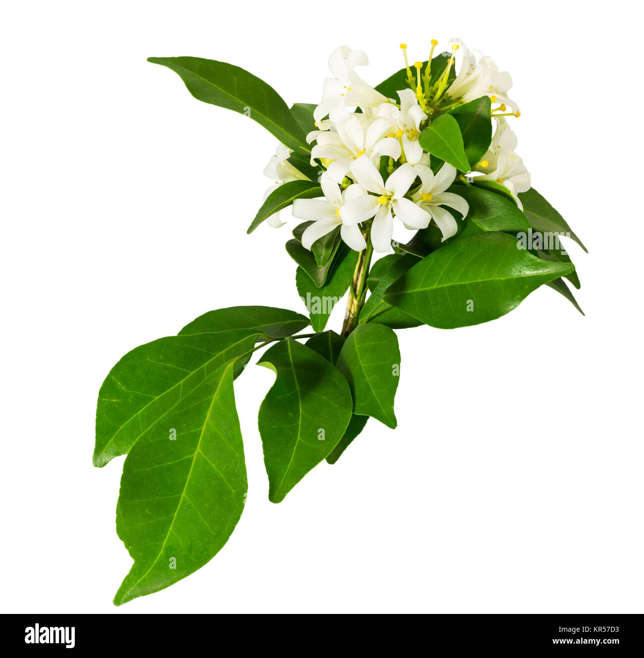 Murraya paniculata flower hires stock photography and images Alamy