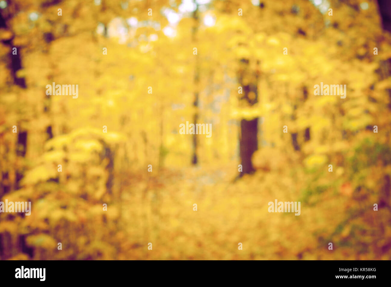 Autumn forest blurred background Stock Photo