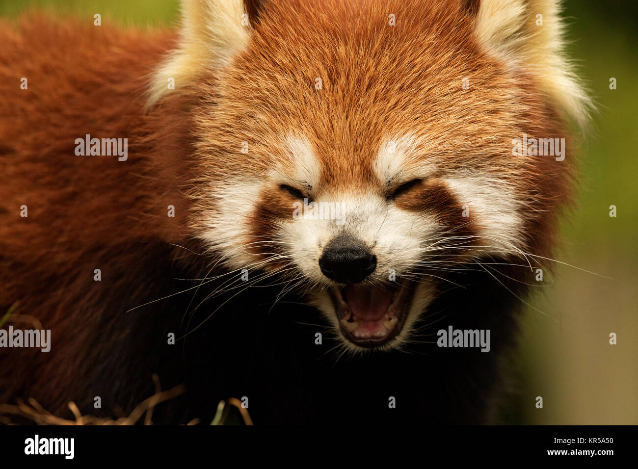 Red Panda Smile Dublin Zoo Series Stock Photo - Alamy