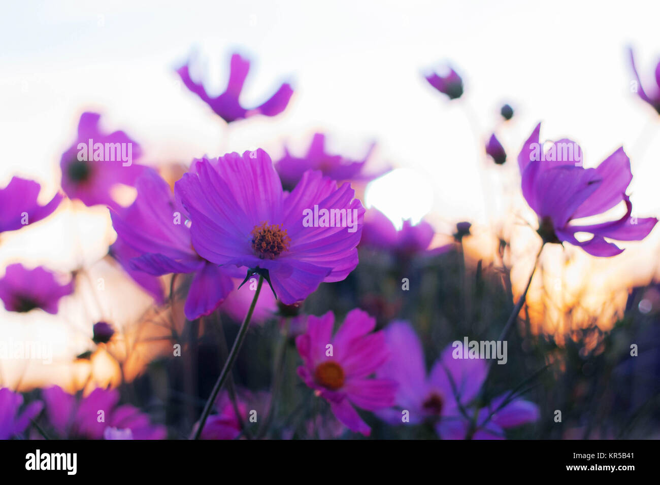 Purple cosmos with morning in the garden Stock Photo - Alamy