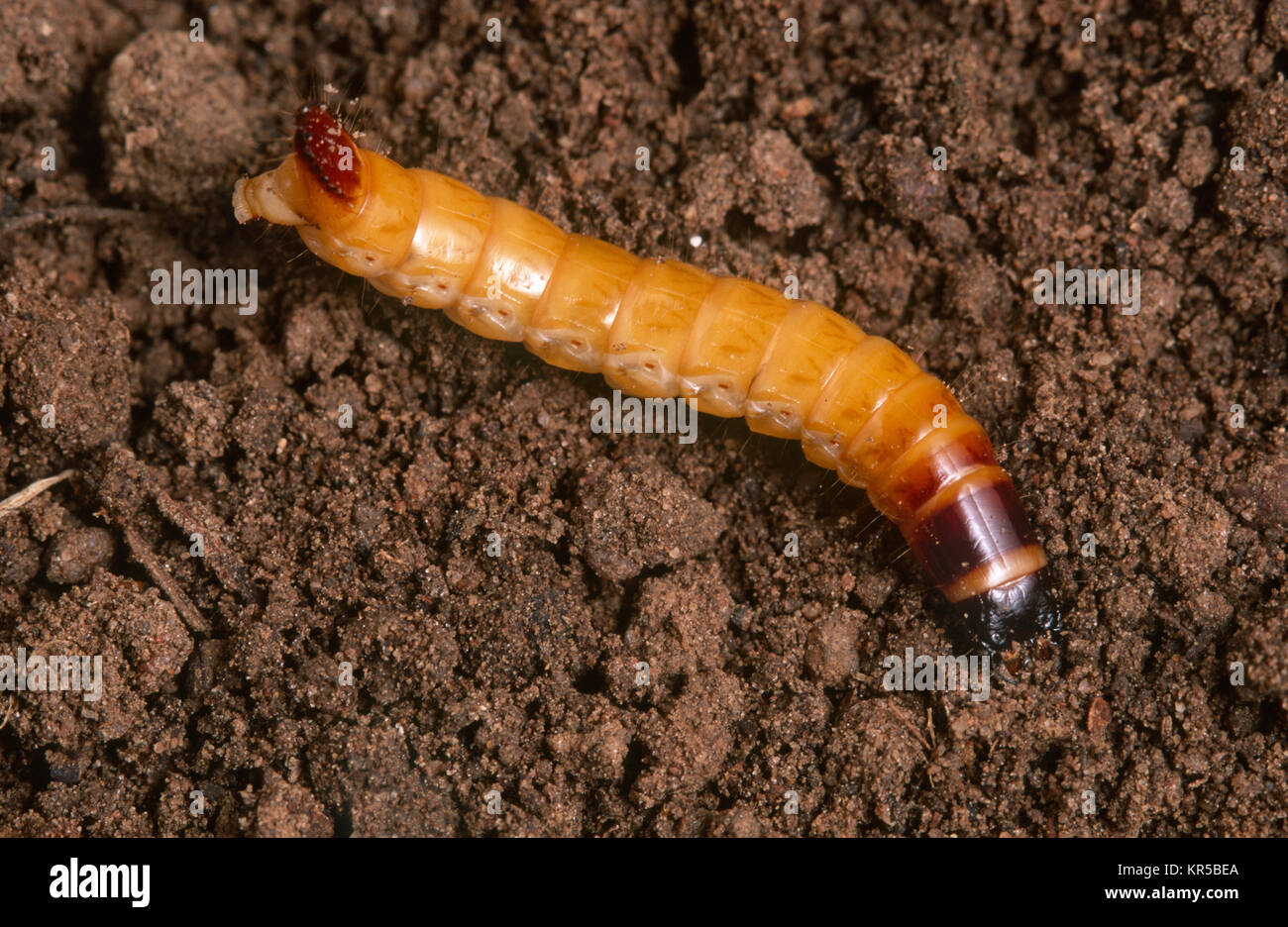 True wireworm - a click beetle larva (Elateridae) Stock Photo