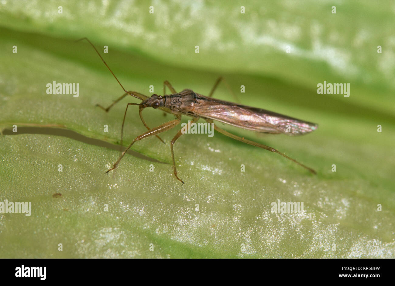 Damsel bug (Nabis kinbergii) Stock Photo