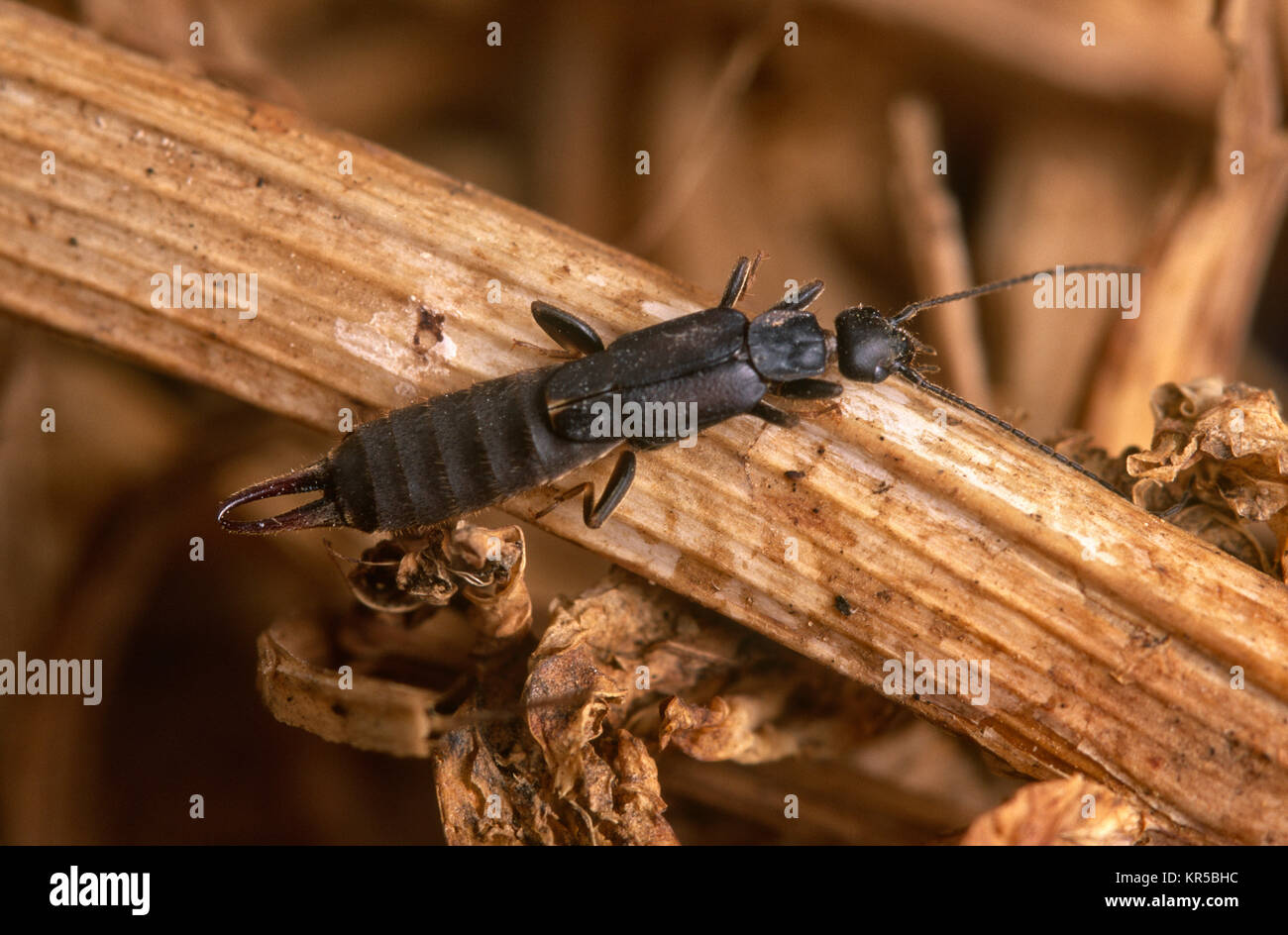 Black field earwig (Nala livipides) Stock Photo