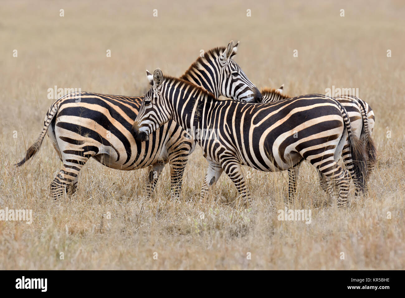 Zebra on grassland in National park of Africa Stock Photo Alamy