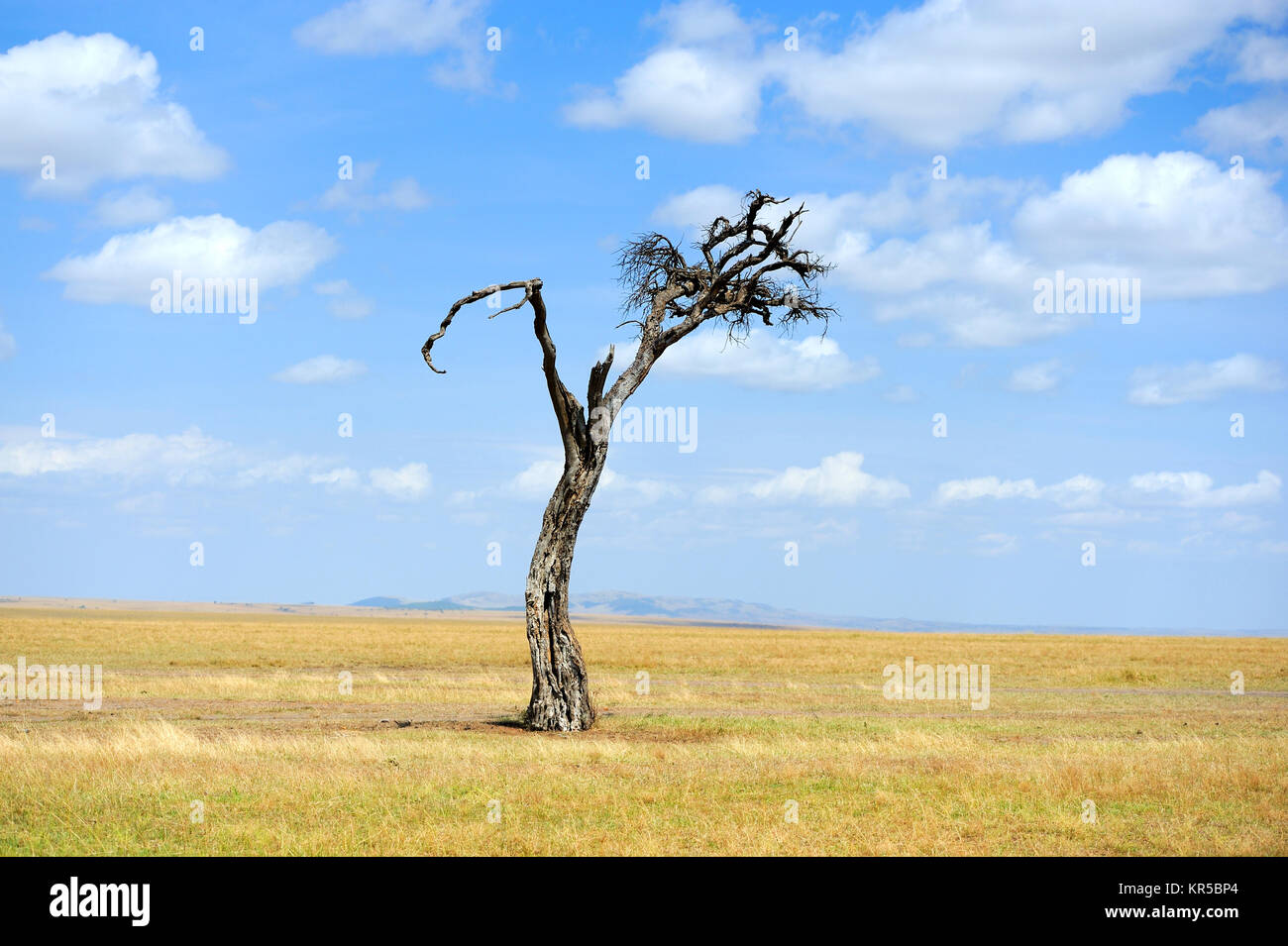 Beautiful landscape with tree in National park of Kenya, Africa Stock ...
