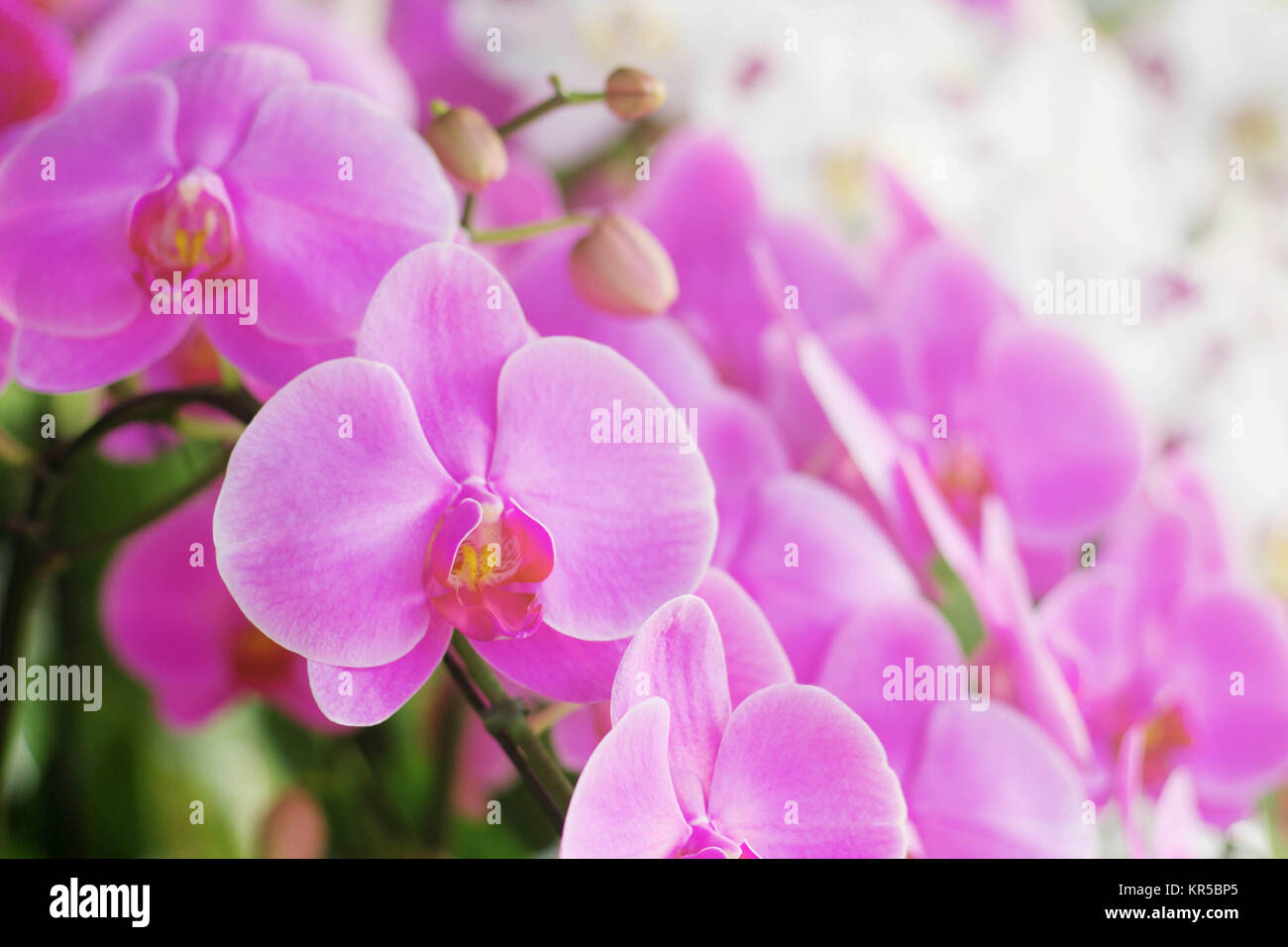 Nice white orchid blooming in hi-res stock photography and images - Alamy